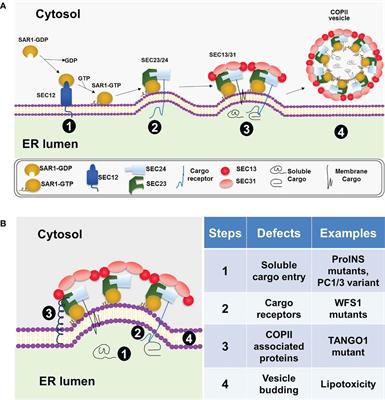 Pancreatic beta cell ER export in health and diabetes